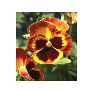  Bronzed Penny Pansy Flower Seed Pack Patio, Lawn & Garden