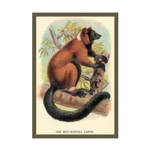  The Red Ruffed Lemur 12x18 Giclee on canvas