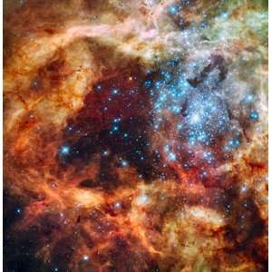     Hubbles Festive View of a Grand Star Forming Region   24 X 23.5