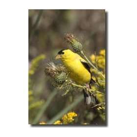  Goldfinch Eats Thistle Seeds Delaware Giclee Print