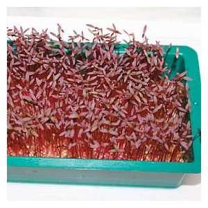  Amaranth Red Army Microgreens SEEDS **Healthy Eating in 