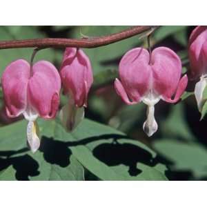 Bleeding Heart or Dutchman Breeches Flowers, Dicentra Formosa, USA 