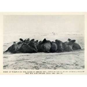  1913 Halftone Print Herd Walrus Floes Bering Sea Alaska 