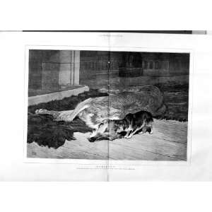  1875 CHARTLON ART SICK DOG PUPPY HOUSE ANTIQUE PRINT