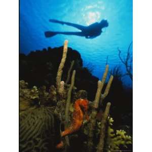 Silhouetted Diver Swims Above a Seahorse Tethered to Coral Stretched 