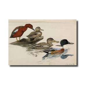  Pair Of Cinnamon Teals And Shovellers Giclee Print