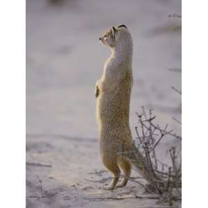  A Yellow Mongoose Stands on its Hind Legs to Survey the 