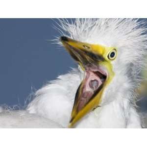 Close up of Great Egret Chick Yawning, St. Augustine, Florida, USA 