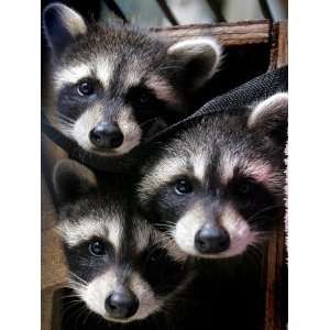 Three Young Raccoons Peer out of Their Nest at the Florida Wild Mammal 