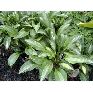  Hosta Striptease Patio, Lawn & Garden