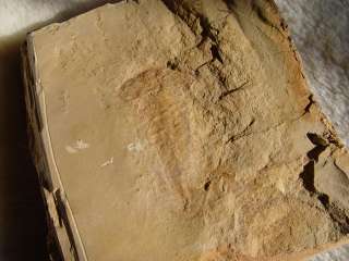 RCNaraoia ChengJiang Soft Trilobite Rare Arhropod Pair Museum 