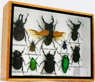 Assort 10 insect taxidermy in wood box collection S0067  