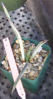 Yucca endlichiana Blue Spotted Leaf Tuberous Roots Slow  