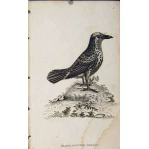  Black Spotted Barbet Antique Print Engraving Copper Art 