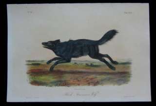 1851 Original Audubon 1st Ed Octavo Quadruped Black American Gray Wolf 