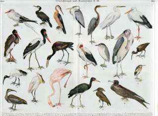 1900 BIRDS FLAMINGO HERON STORK CRANE +++ Antique Litho Print H.Lang 