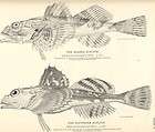 Rare 1884 Antique Fish Print The Black Cod items in Troutattack 