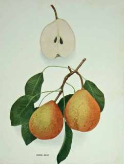 Riehl West Pears from the NY Pear Book 1921  