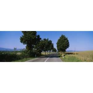  Trees along a Road, Tuscany, Italy by Panoramic Images 