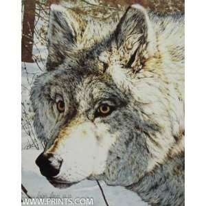 Brian Jarvi   Intimidation   Timber Wolf NO LONGER IN PRINT   LAST 