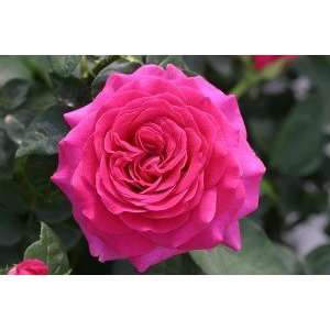  New Orleans Rose Seeds Packet Patio, Lawn & Garden