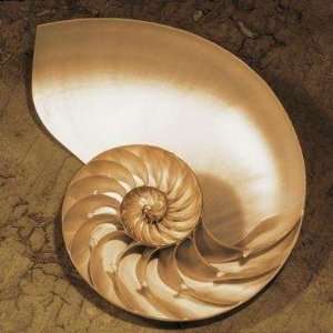 Chambered Nautilus John Kelly. 10.00 inches by 10.00 inches. Best 