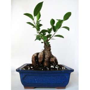 9GreenBox   Live Ginseng Ficus Tree Microcarpa Bonsai w/ Ceramic Pot