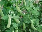 100 Sugar Snap heirloom peas. SAME DAY SHIPPING items in 