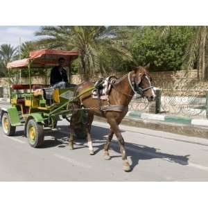  Horse and Carriage, Tozeur, Tunisia, North Africa, Africa 