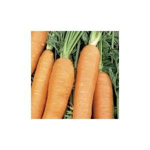  Miami F 1 Pelletized Carrot Seed   500,000 Seeds Patio 