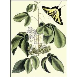  Mark Catesby   PAPILIO ANTILOCHUS