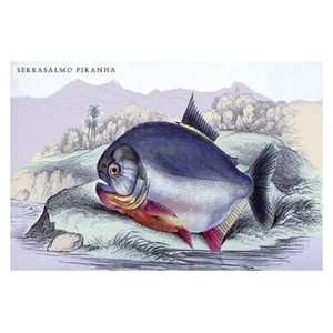  Serrasalmo Piranha   12x18 Framed Print in Black Frame 