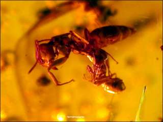 A101 DR9169 Rare Fighting Ant Menagerie Dominican Amber  