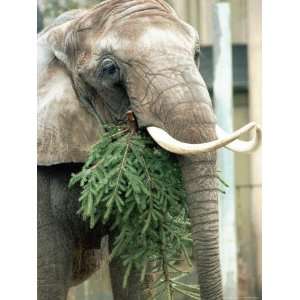  Pretty the Elephant Munches on a Christmas Tree Premium 