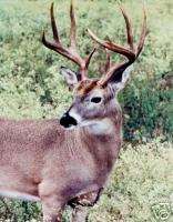 Whitetail Trophy Buck Hunt in the Texas Hill Country  