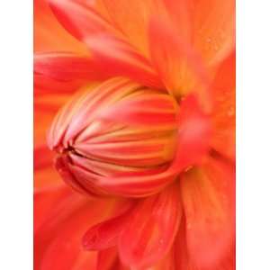 Dahlia Cultivar Abstract Close Up of Petals, UK Premium Poster Print 