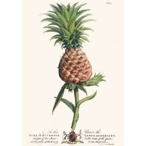  Palm Pl.21 The Pineapple Etching Ehret, Georg Dionysius 