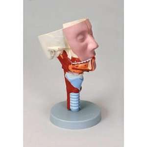 Altay(r) Head Section with Larynx Model  Industrial 