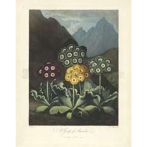  Thorntons Temple of Flora, Plate 8, A Group of Auriculas 