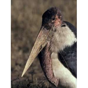  Marabou Storks Carry a Massive Beak for Tearing Flesh from 