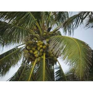  Close Up of Coconuts on Coconut Palm Tree, Ambergris Caye 