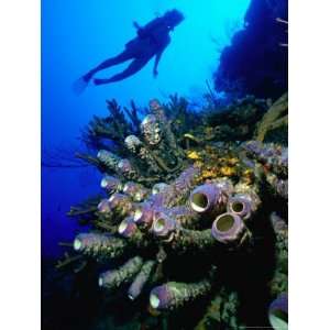  Diver with Purple Tube Sponge off the Coast of Jamaica, Jamaica 