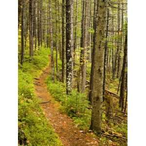  A trail around Ammonoosuc Lake, White Mountain National 