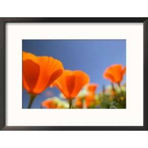  Poppies in Spring Bloom, Lancaster, California, USA Framed 