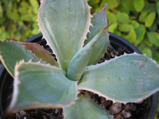 Agave potatorum Tradewinds variegated from the picture below. The 