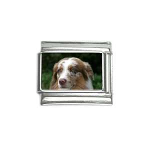 Australian Shepherd 9ch Charm