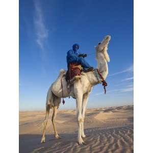 Tunisia, Sahara Desert, Douz, Great Dune, Rider and Camel Premium 