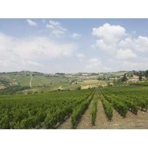 Vineyards Near Radda, Chianti, Tuscany, Italy, Europe Photographic 