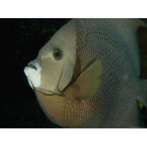  Gray Angelfish, Hol Chan Marine Preserve, Barrier Reef 