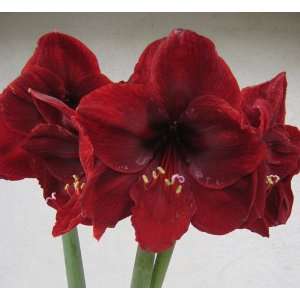  Pre cooled Lily Benfica 14 16 cm. 300 pack Patio, Lawn 